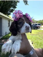 Chloe, a female Cocker Spaniel for sale in Arlington, TX – 2 of 3