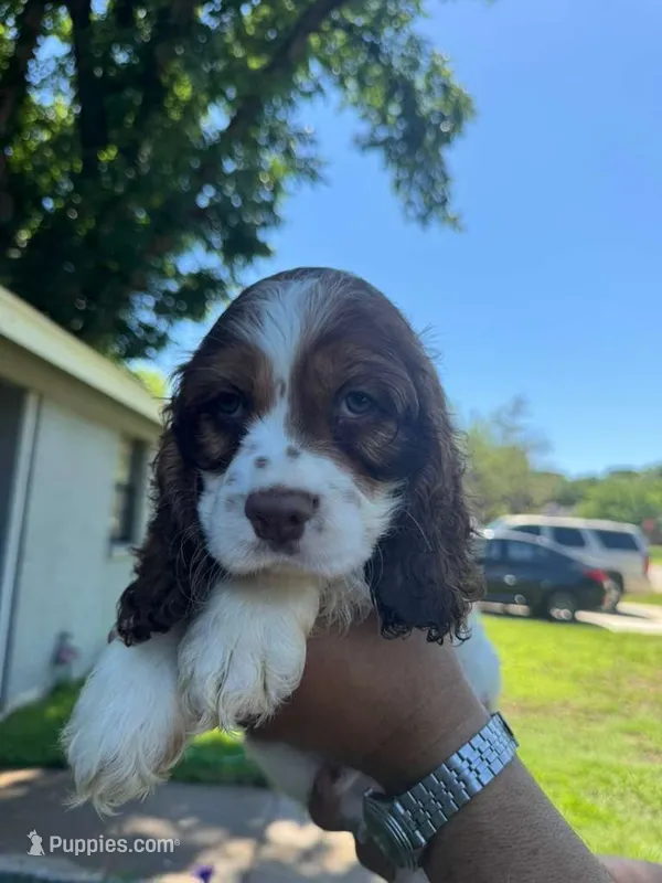 Benny – Cocker Spaniel puppy for sale in Arlington, TX