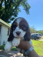 Benny, a male Cocker Spaniel for sale in Arlington, TX – 1 of 1