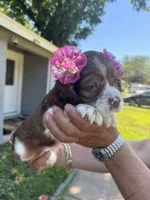 Penny, a female Cocker Spaniel for sale in Arlington, TX – 3 of 3