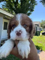 Bruno, a male Cocker Spaniel for sale in Arlington, TX – 2 of 3