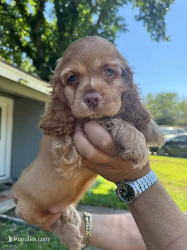 Max – Cocker Spaniel puppy for sale in Arlington, TX