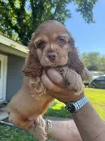 Max, a male Cocker Spaniel for sale in Arlington, TX – 1 of 1