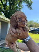 Simba, a male Cocker Spaniel for sale in Arlington, TX – 1 of 2