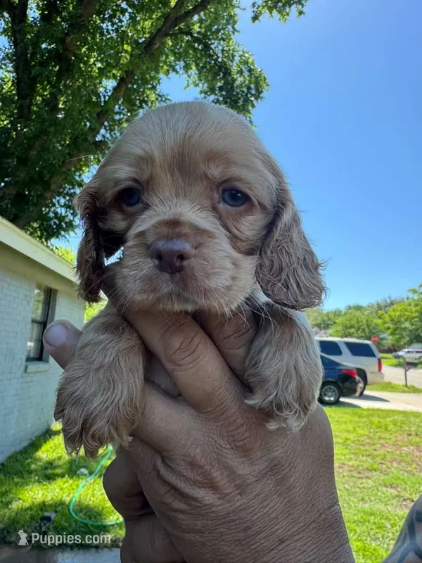 Rocky – Cocker Spaniel puppy for sale in Arlington, TX