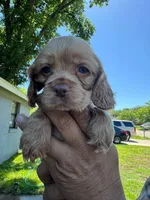 Rocky, a male Cocker Spaniel for sale in Arlington, TX – 1 of 2