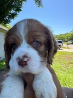 Bruno, a male Cocker Spaniel for sale in Arlington, TX – 3 of 3