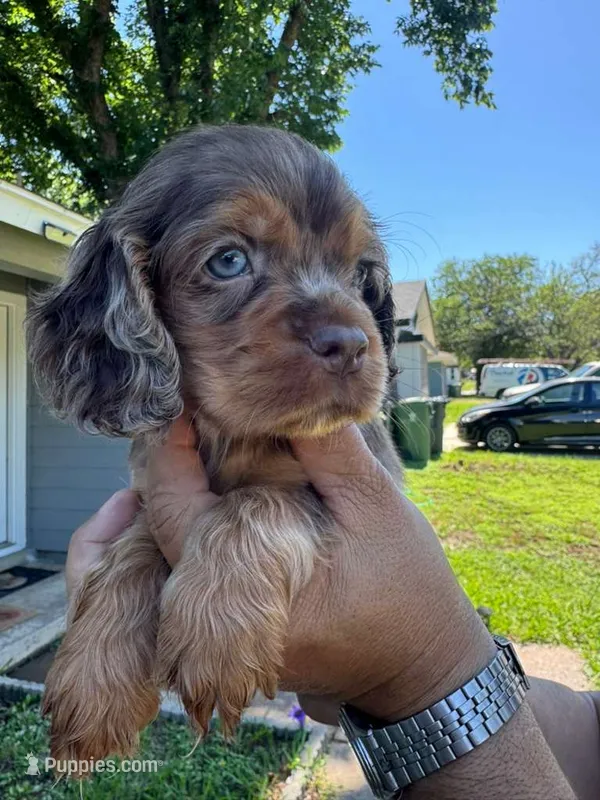 Milo – Cocker Spaniel puppy for sale in Arlington, TX