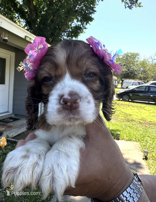 Chloe – Cocker Spaniel puppy for sale in Arlington, TX
