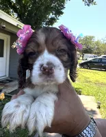 Chloe, a female Cocker Spaniel for sale in Arlington, TX – 1 of 3