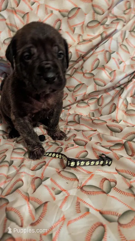 Black – English Mastiff puppy for sale in West Salem, OH