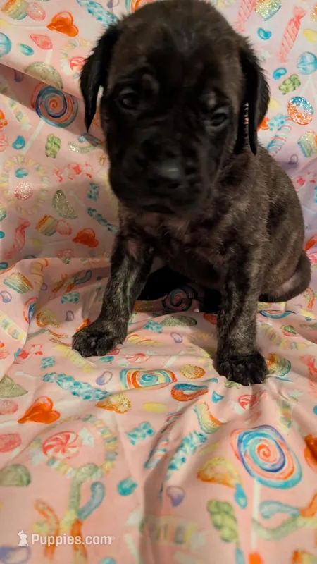 Pink – English Mastiff puppy for sale in West Salem, OH