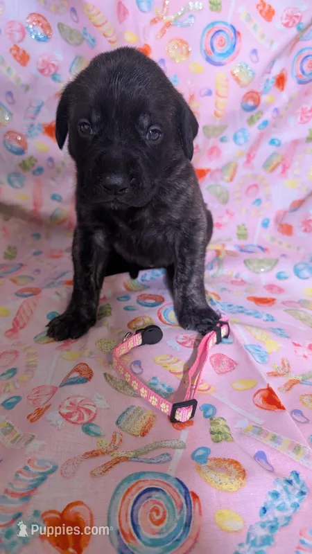 Pink – English Mastiff puppy for sale in West Salem, OH