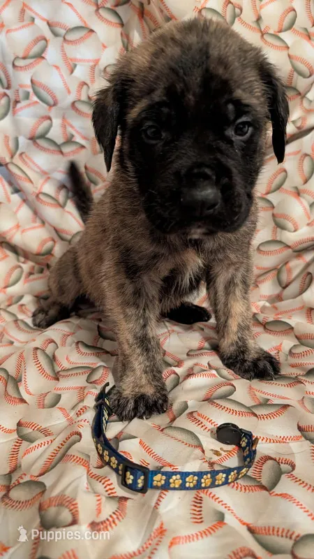 Dark Blue – English Mastiff puppy for sale in West Salem, OH