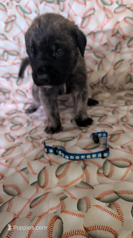 Dark Blue – English Mastiff puppy for sale in West Salem, OH