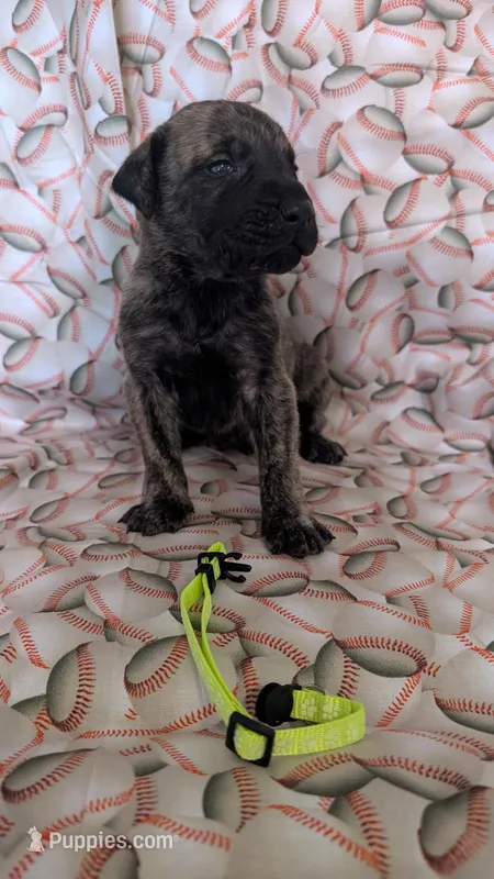 Yellow – English Mastiff puppy for sale in West Salem, OH