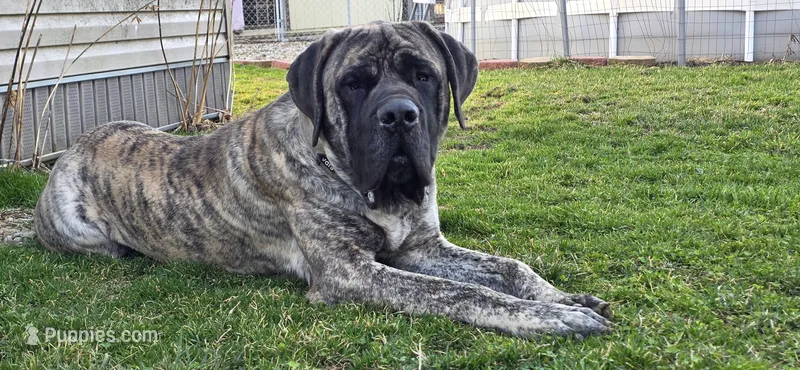 Kane – English Mastiff puppy for sale in West Salem, OH