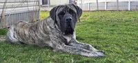 Kane, a male English Mastiff for sale in West Salem, OH – Photo 1 of 6