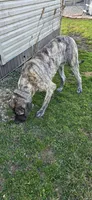 Kane, a male English Mastiff for sale in West Salem, OH – Photo 6 of 6
