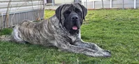 Kane, a male English Mastiff for sale in West Salem, OH – Photo 2 of 6