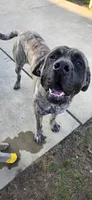 Kane, a male English Mastiff for sale in West Salem, OH – Photo 3 of 6