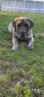 Kane, a male English Mastiff for sale in West Salem, OH – Photo 5 of 6