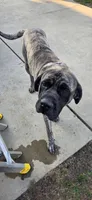Kane, a male English Mastiff for sale in West Salem, OH – Photo 4 of 6