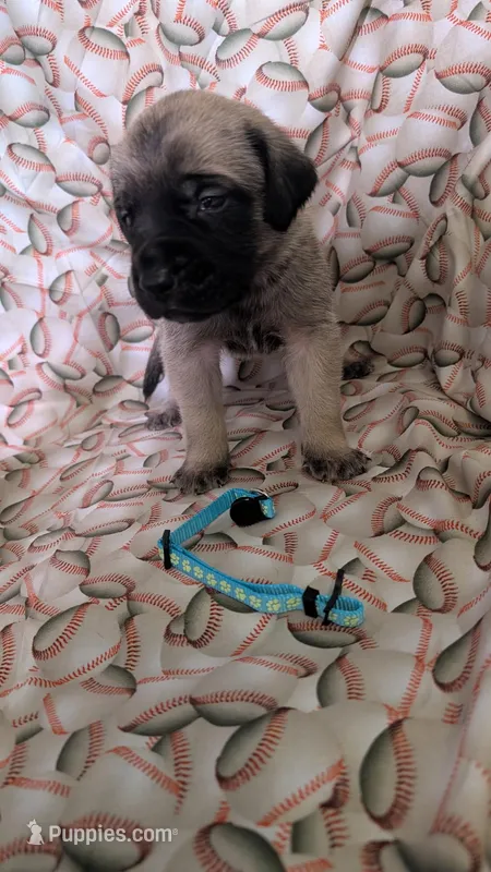Light Blue – English Mastiff puppy for sale in West Salem, OH