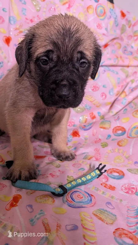 Light Blue – English Mastiff puppy for sale in West Salem, OH