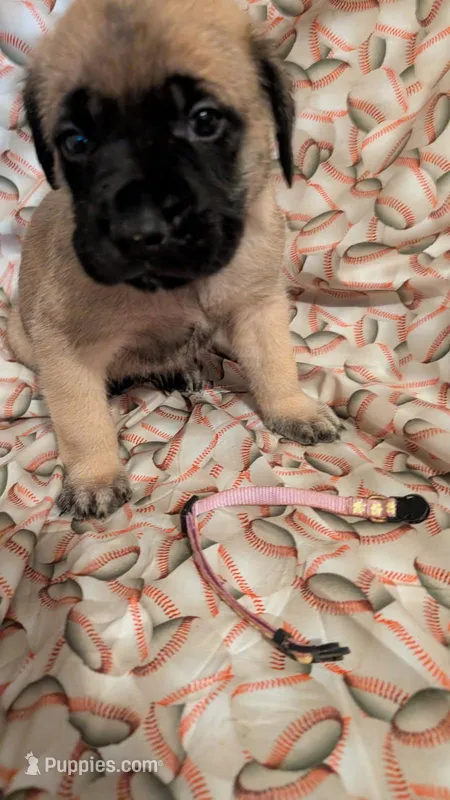 Purple – English Mastiff puppy for sale in West Salem, OH