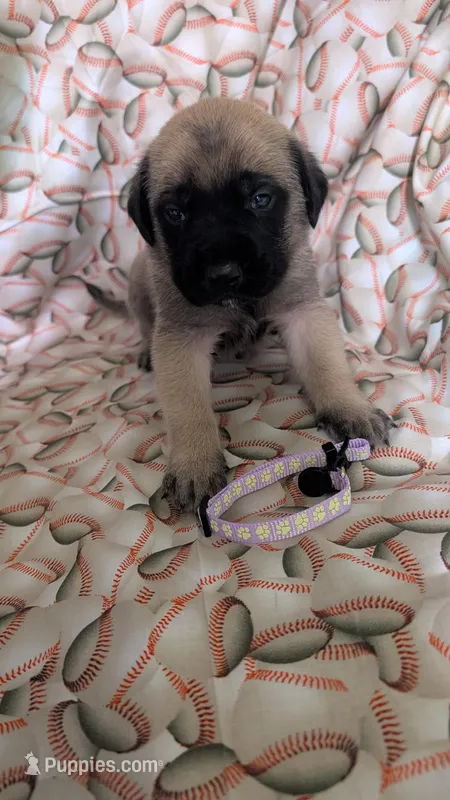 Purple – English Mastiff puppy for sale in West Salem, OH