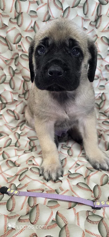 Purple – English Mastiff puppy for sale in West Salem, OH