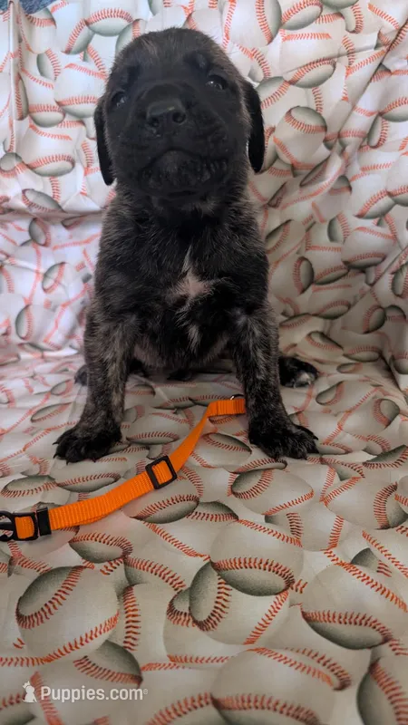 Orange – English Mastiff puppy for sale in West Salem, OH