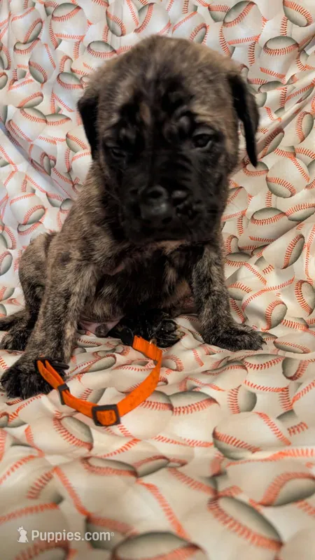 Orange – English Mastiff puppy for sale in West Salem, OH