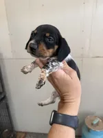 Minnie, a female Miniature Dachshund for sale in Chickasha, OK – 3 of 4