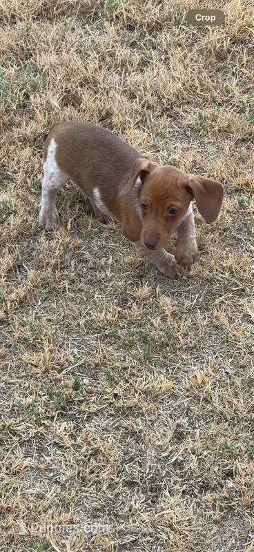 Maxwell – Miniature Dachshund puppy for sale in Chickasha, OK