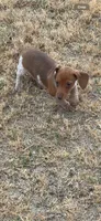 Maxwell, a male Miniature Dachshund for sale in Chickasha, OK – 1 of 2