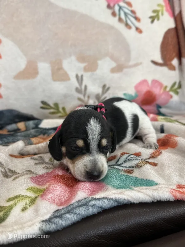 Livie – Miniature Dachshund puppy for sale in Chickasha, OK