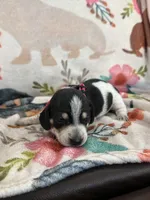Livie, a female Miniature Dachshund for sale in Chickasha, OK – 1 of 4