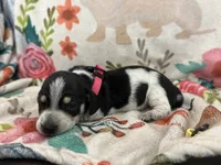 Livie, a female Miniature Dachshund for sale in Chickasha, OK – 3 of 4