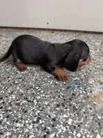 Lottie, a female Miniature Dachshund for sale in Chickasha, OK – 3 of 3