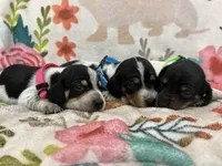 coop, a male Miniature Dachshund for sale in Chickasha, OK – 3 of 3