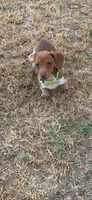 Maxwell, a male Miniature Dachshund for sale in Chickasha, OK – 2 of 2