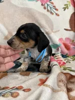 Moose, a male Miniature Dachshund for sale in Chickasha, OK – 7 of 10