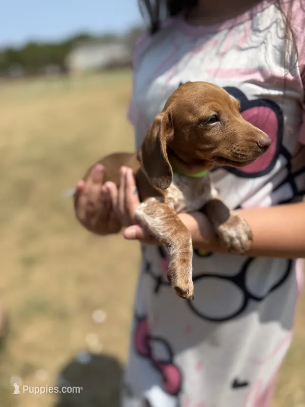 Moose – Miniature Dachshund puppy for sale in Chickasha, OK