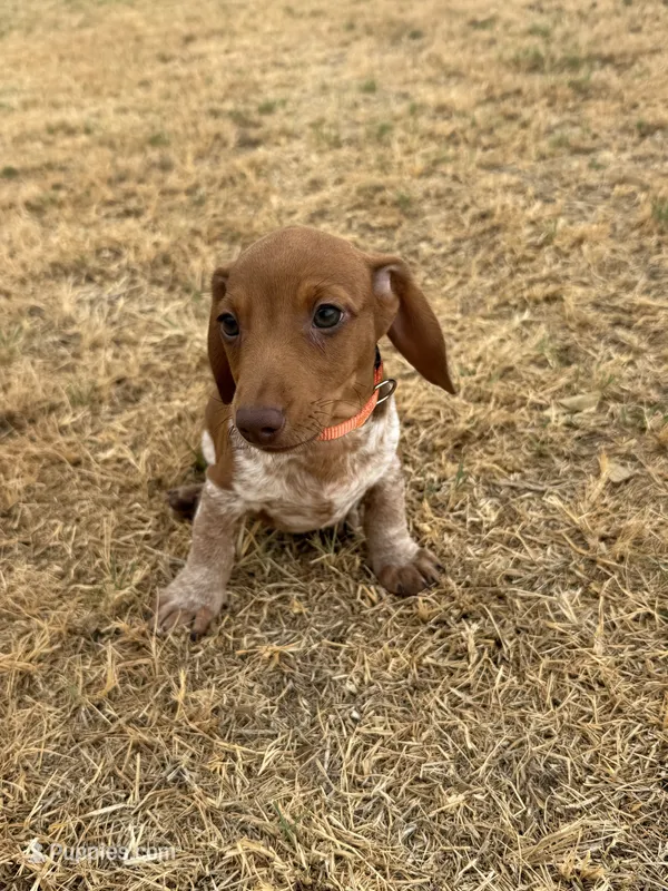 Moose – Miniature Dachshund puppy for sale in Chickasha, OK