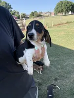 Moose , a male Miniature Dachshund for sale in Chickasha, OK – 2 of 4
