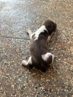 Hondo, a male Miniature Dachshund for sale in Chickasha, OK – 5 of 8