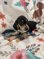 Moose, a male Miniature Dachshund for sale in Chickasha, OK – 10 of 10