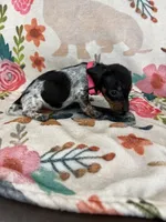 Daisy , a female Miniature Dachshund for sale in Chickasha, OK – 3 of 4